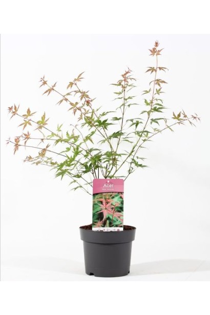 Клен пальмолистий Фенікс